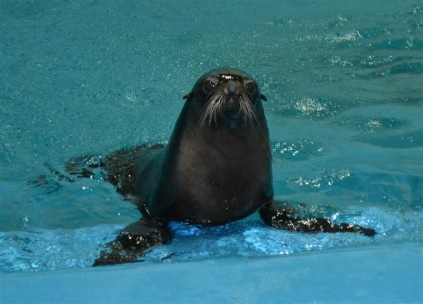 A very cute Minion loving life at uShaka Marine World.
