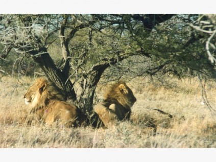 Lion bookends, Etosha National Park.