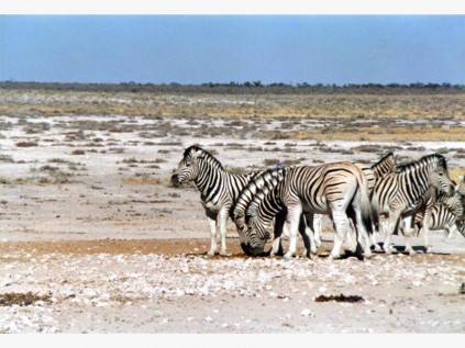 Zerbras graze at the edge of Etosha Pan.