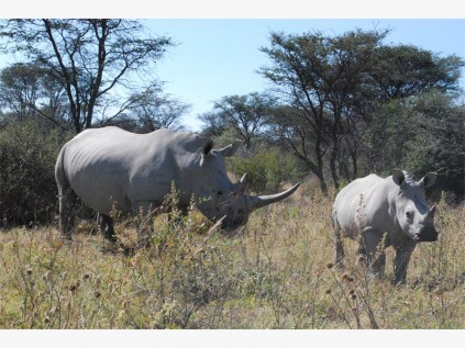 Khama, a sanctuary for southern Africa's white rhino.