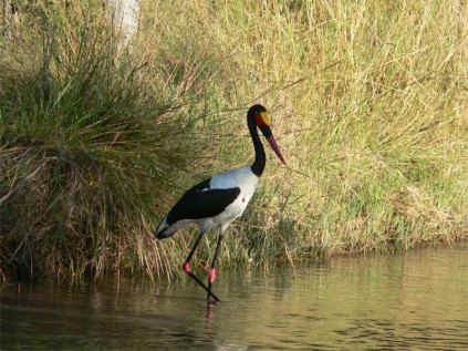 Saddlebilled stork, Moremi Game Reserve.