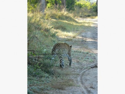 A leopard steps into the road in front of our vehicle in Moremi.