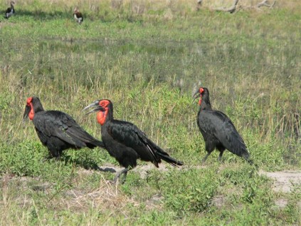 Ground hornbills, Moremi Game Reserve.
