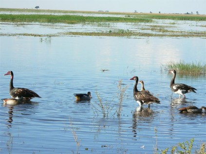 Spurwing geese on the Chobe River.