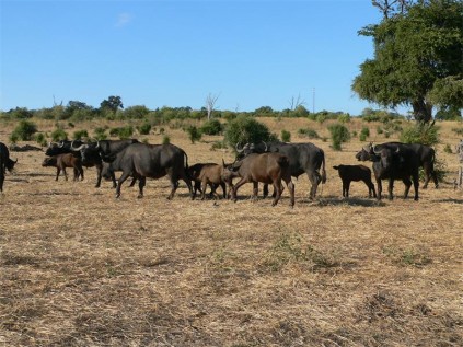 Buffalo, Chobe.