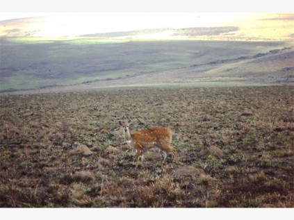 Bushbuck, Nyika Plateau.