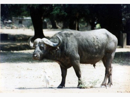 One of the three old buffalo that had made the Mana Pools camp their retirement home when we returned there in 2002..