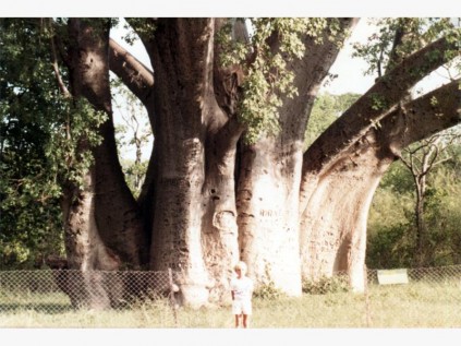 The famous big tree at Victoria Falls.