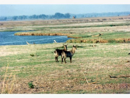 Waterbuck on the edge of the Zambezi River.