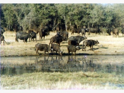 Buffalo herd at a water hole, Hwange National Park.