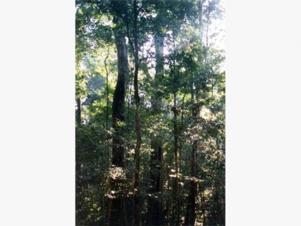Indigenous Vumba forest, Eastern Highlands,