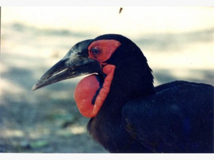 A ground hornbill, Mana Pools