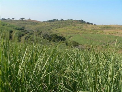 If the negotiations between Nithia Chetty and HCM are successful, this farmland will soon be under construction.