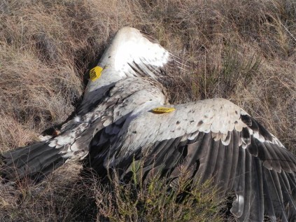 Sasha's carcass is found under power lines near Molteno in the Eastern Cape. The bird is one of five young Cape vultures that were fitted with transmitters last year - and it is the third of these study subjects to fall victim to power lines,