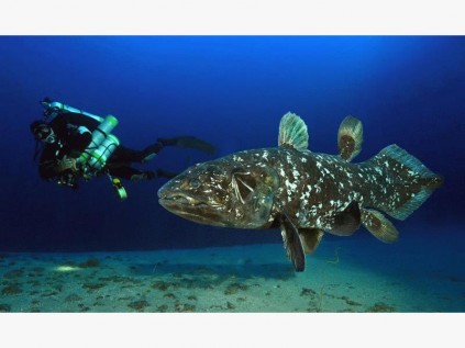 Deep water diver Peter Timm (pictured) originally discovered coelacanths in Jesser Canyon at a depth of more than 100m below sea level. Image: iSimangaliso Wetland Park Authority