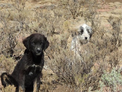 Much-loved Lesotho puppies.