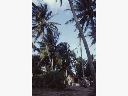 Palm trees shade the campsite at Barra Reef.