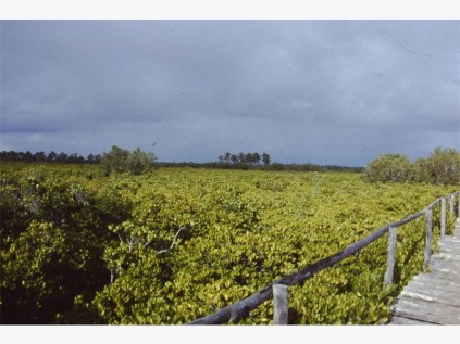 Walkway across the mangrove swamps at Barra Reef.