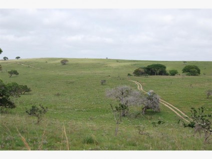 Road through the pristine elephant reserve.