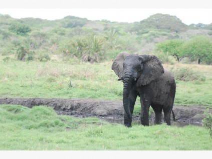 Tembe elephant having a mud bath.