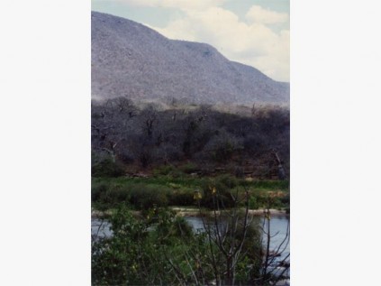 Baobab forests in the Ruaha River Valley.