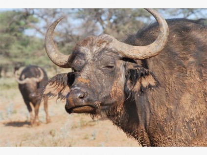 Buffalo, Mokala National Park.
