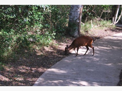 A red duiker crosses our path.