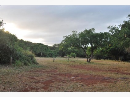 Recently planted trees provide shady camping sites.