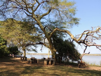 Fever trees shade the Nsumo picnic site