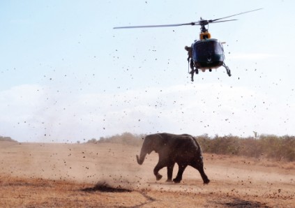 An  elephant is darted and DNA samples are taken to gain knowledge on the side effects of drug combinations. 
