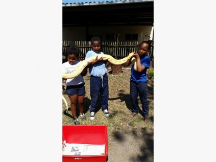 Gr 3 pupils (from left) Phakamani Mda, Ntando Nzimakwe and Thabo Jili plucked up the courage to touch one of the snakes at Pure Venom.