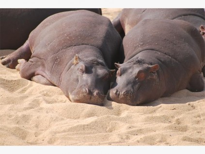 Happy Kruger hippos.