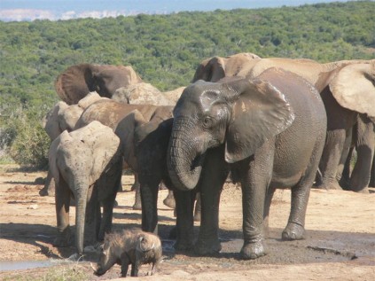 The famous Addo elephants.
