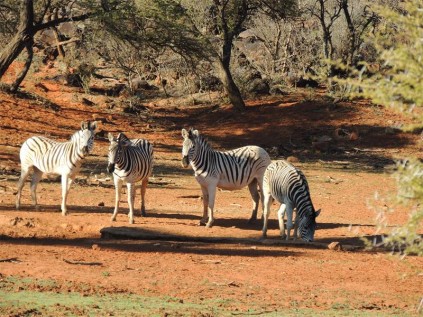 Mokala’s white rumped zebra, thought to be the intermediate form between the plains zebra and the quagga. A selective breeding project could see the extinct quagga reinstated.