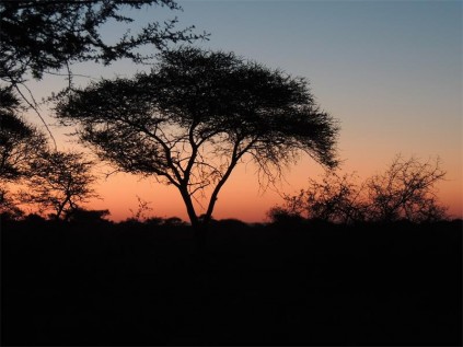 Mokala is a tree huggers' delight.