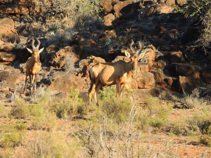 Red hartebeest catch the early morning sun.