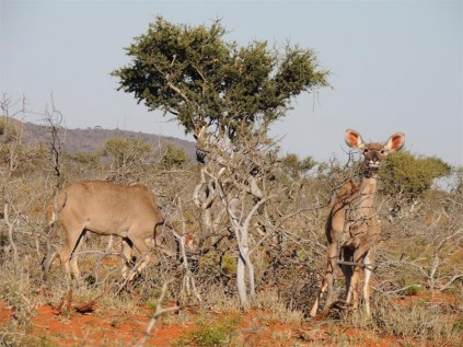 Kudu watching us.