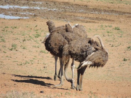Ostriches all aflutter.