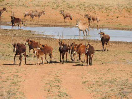 Roan antelope, tsessebe and sable, seen from the ‘gazebo in the veld’.