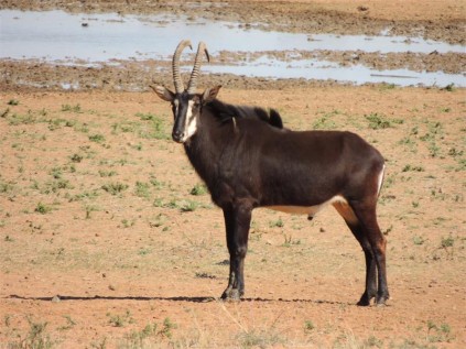 Sable at the waterhole.
