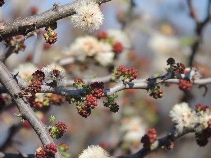 The red buds and fluffy white powderpuff flowers of the blackthorn.