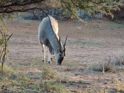 Eland visitor to our campsite.