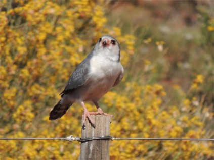 Were you looking for me? This little pygmy falcon lives near the main reception.
