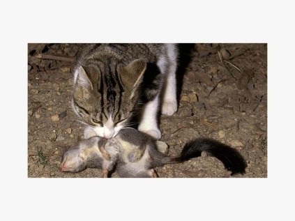 One of Australia’s feral cats eats a phascogale. (The Australian. Source: Supplied)