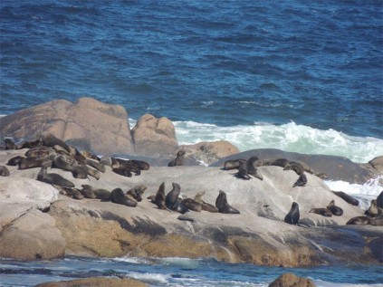 Seal colony, Boulders Bay.