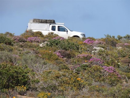 Namaqua flower power.