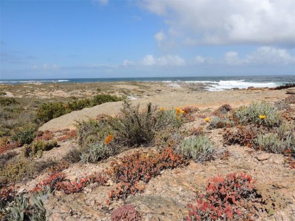 Natural rock garden.