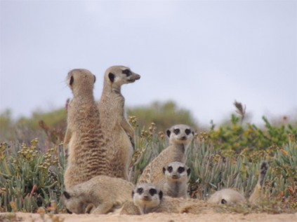 Suricate surveillance.