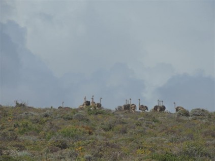 Gathering of ostriches.