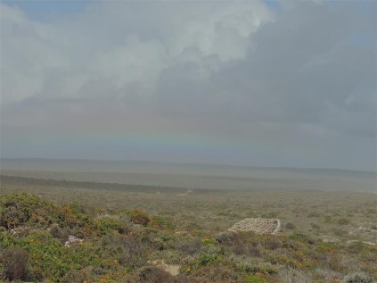 Namaqua rainbow.